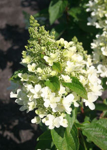 Obraz Hydrangea